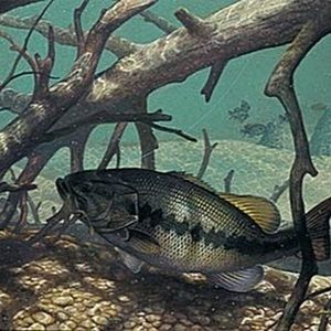 Meet your Posher, Noah